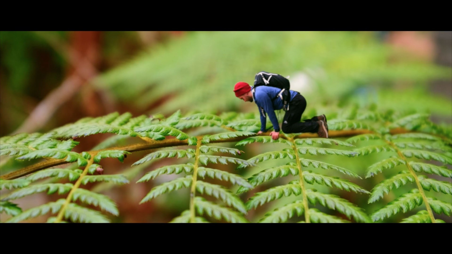 Calum Maclean on a fern as part of his micro adventure.