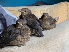 Blackbirds in John MacDonald's home.