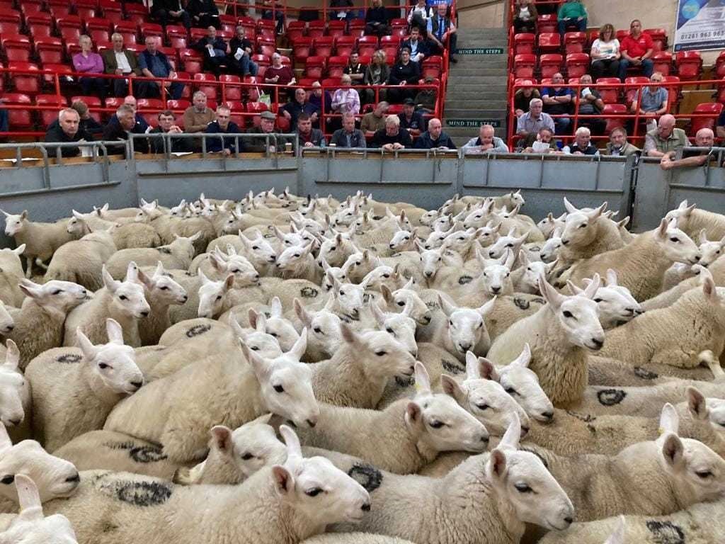 The annual district sale at Dingwall on Thursday. Picture: Dingwall & Highland Marts Limited/Facebook