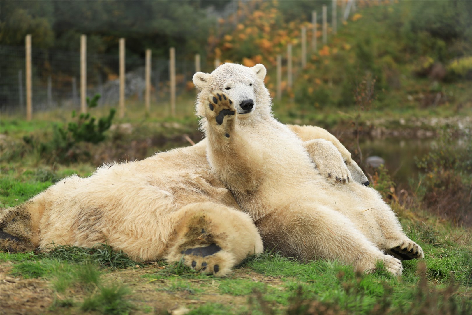 Bye Hamish! (Photos: Royal Zoological Society of Scotland)