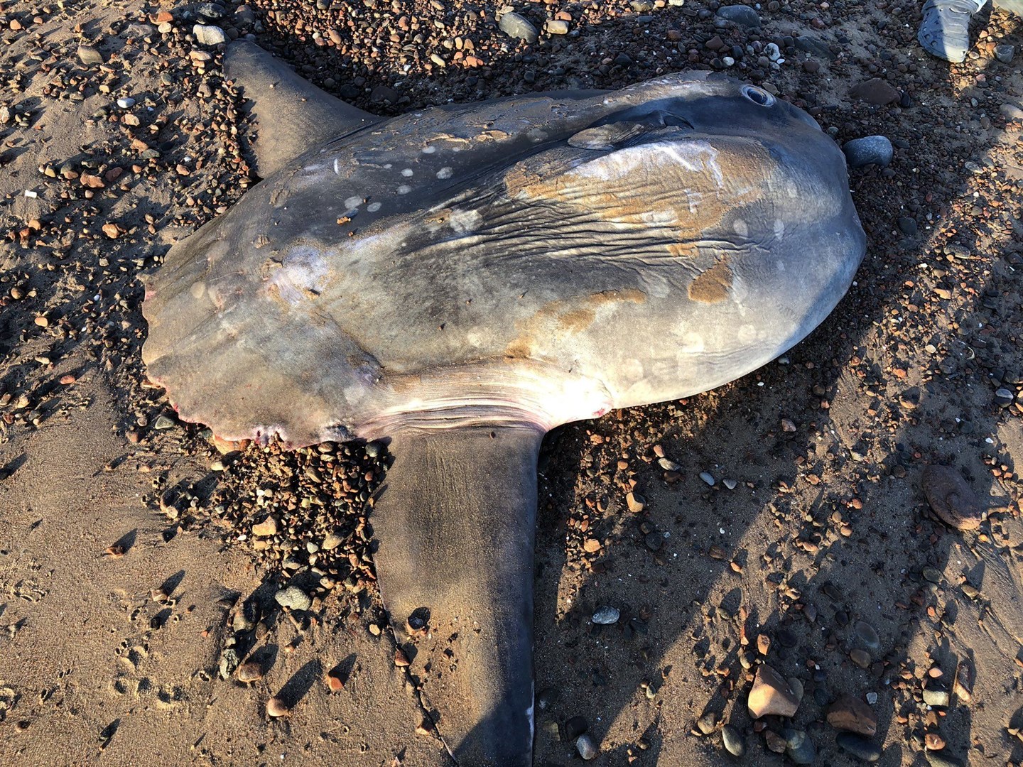 An Ocean Sunfish washed up on Rosemarkie beach. Picture: Wendy Maltinsky