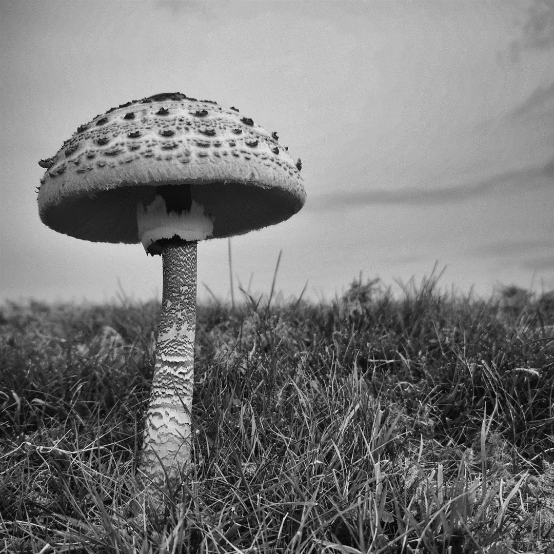 Mushrooms by Emma Deeth.