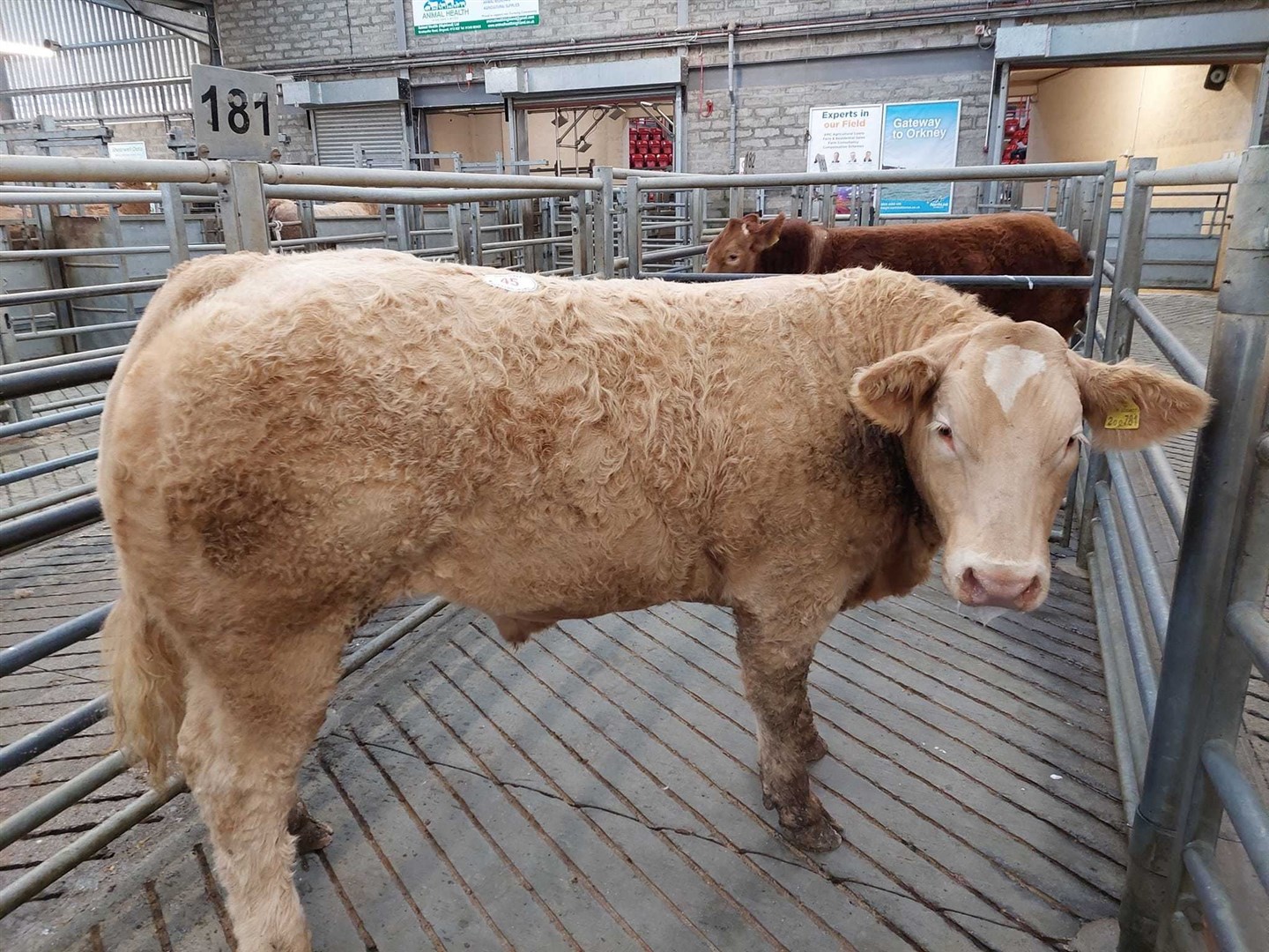 There was intense interest at the show in Dingwall. Picture: Dingwall and Highland Marts.