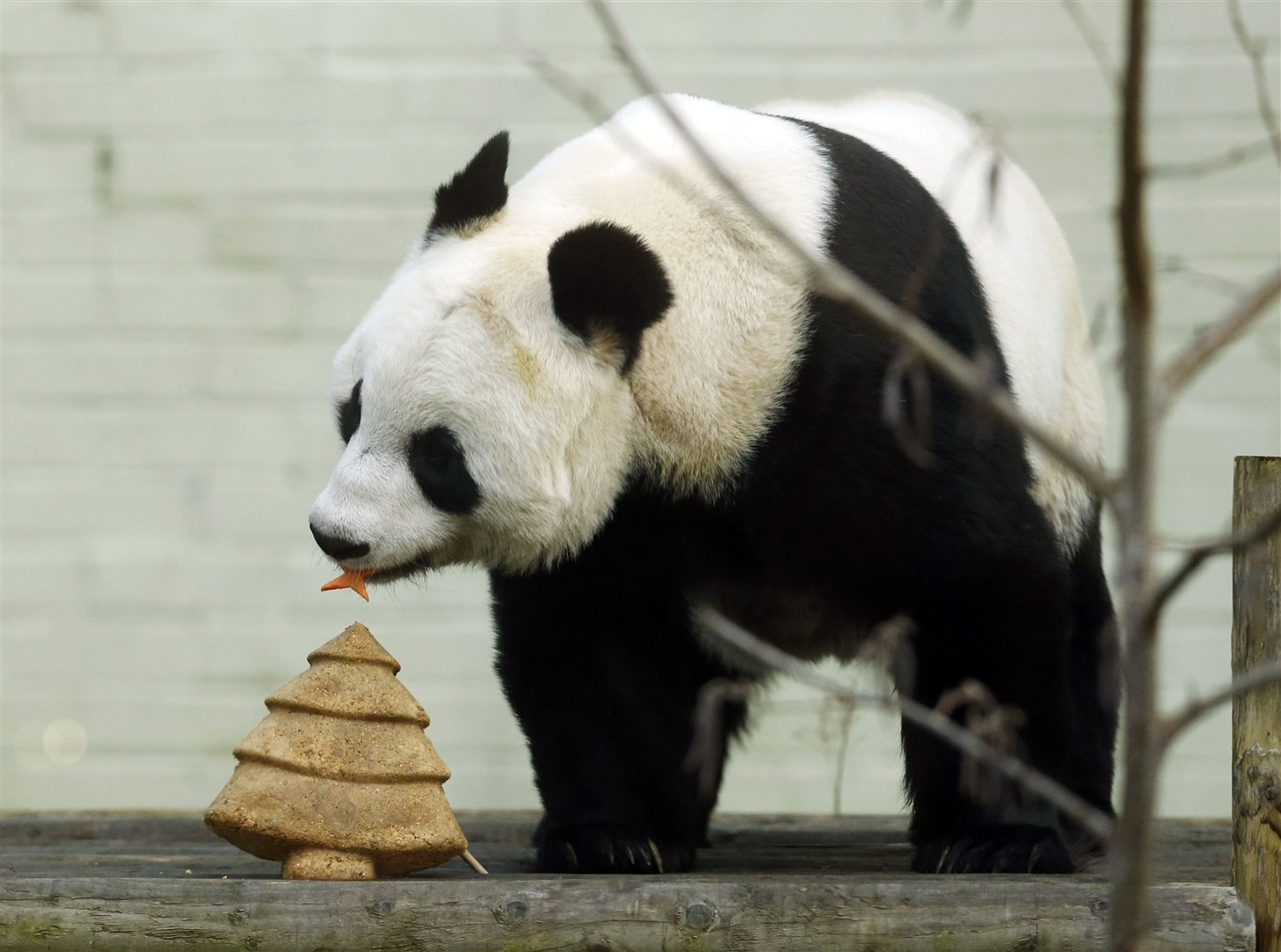 Tian Tian the giant panda with a special Christmas cake in the shape of a Christmas tree at Edinburgh Zoo (Danny Lawson/PA)