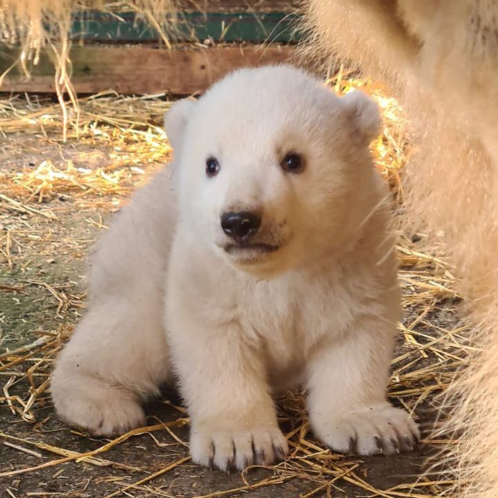 The adorable polar bear cub which arrived just before Christmas. Picture: RZSS.