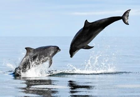 The bottlenose dolphins are a very special sight in the firth. Picture: Charlie Phillips.
