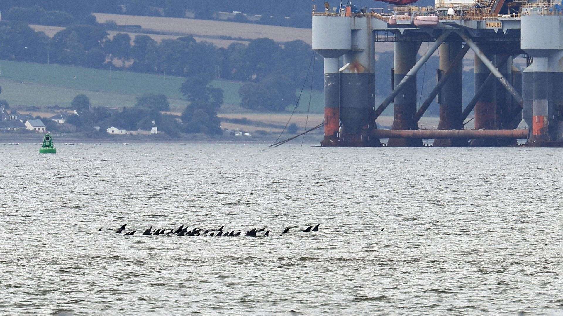 The visiting bottlenose dolpins in the Cromarty Firth. Picture: WDC/Charlie Phillips.