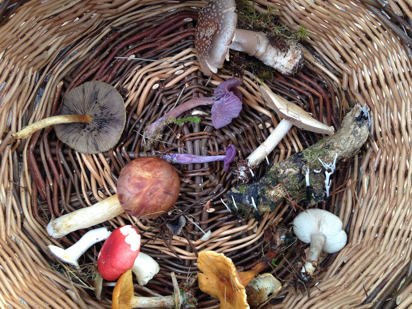 Forays have unearthed a huge variety of fungi growing in the Ross-shire area.
