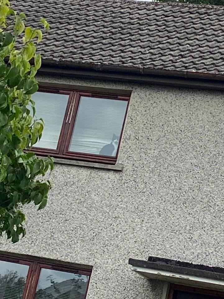 The cat was stuck in a house in Leyton Drive, Inverness.