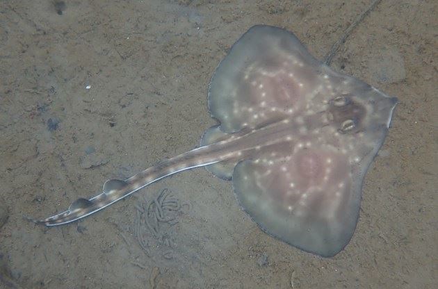 A flapper skate egg-laying habitat has been protected in the Inner Sound near Applecross.