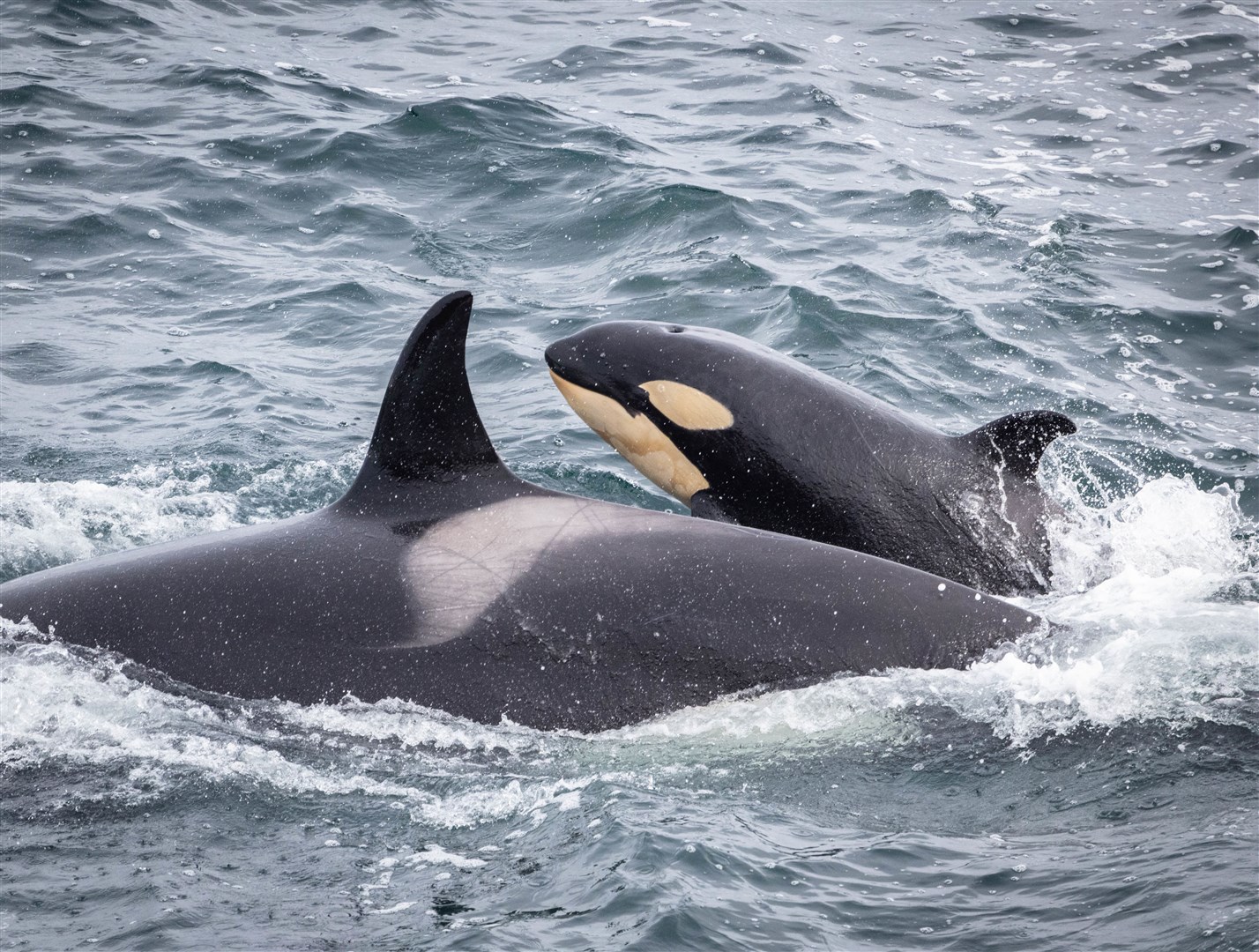 The 27s' newest member, born in 2022, alongside its mother, matriarch 27, near Wick on Sunday. Picture: Karen Munro