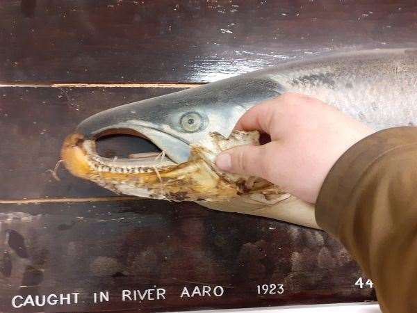 When placed next to another mighty salmon, the jaw was found to fit almost perfectly, indicating the scale of the fish. Picture: Cromarty Firth Fishery Board