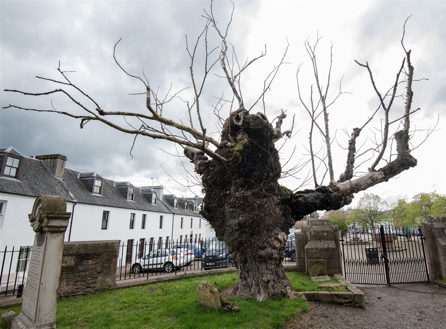 The Beauly Elm was thought to be about 800 years old.