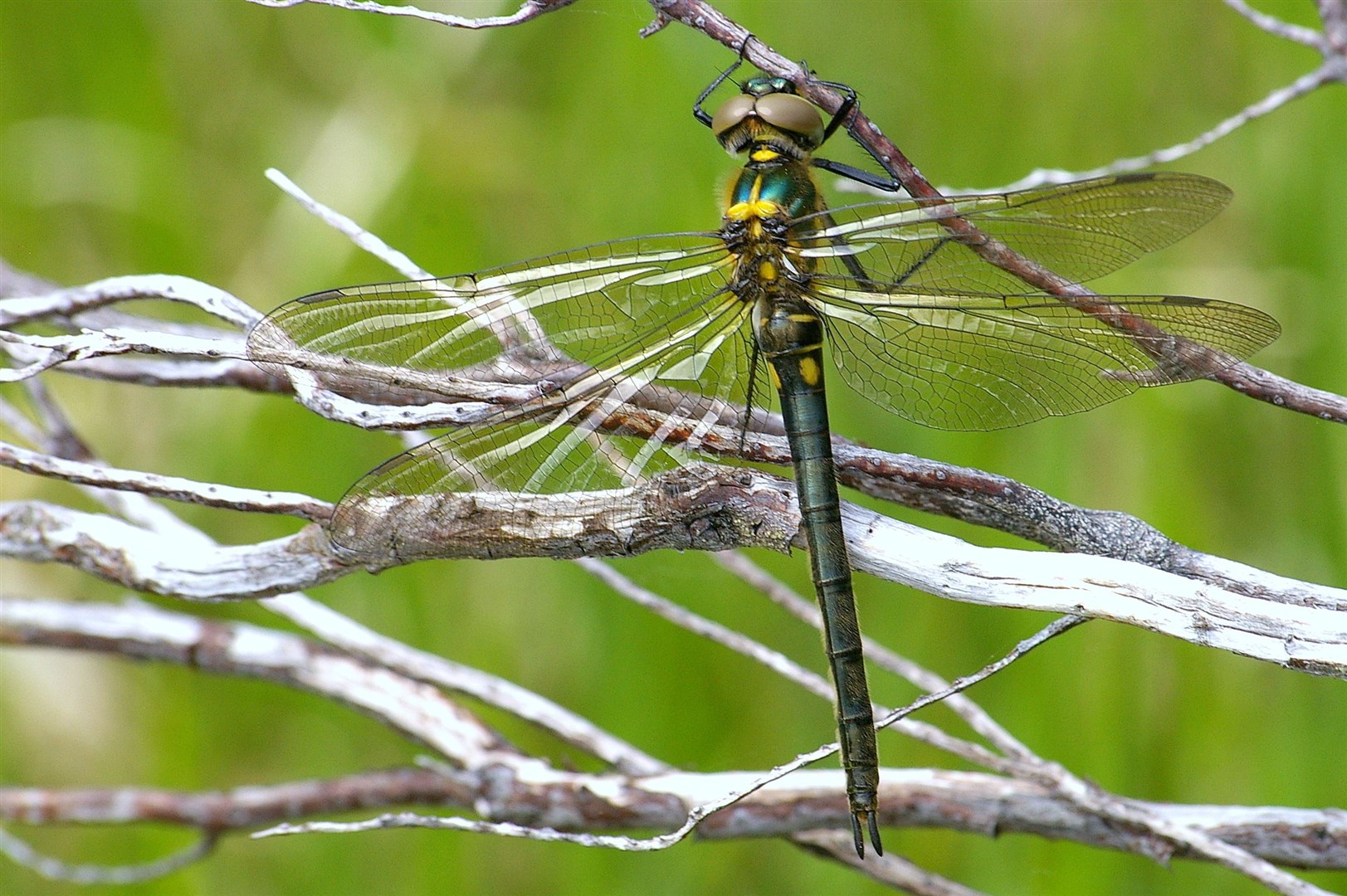 Rare Northern Emerald dragonfly. Picture: David Ashton