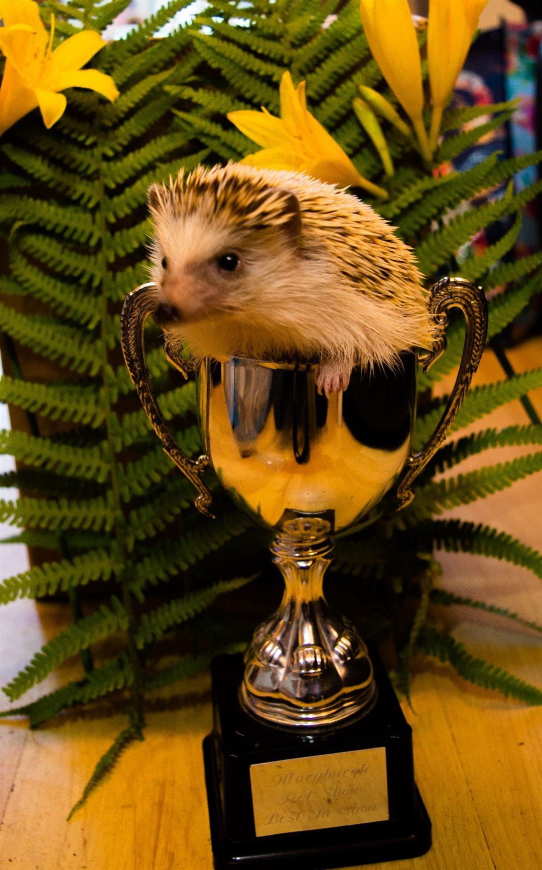Squishy in his trophy.