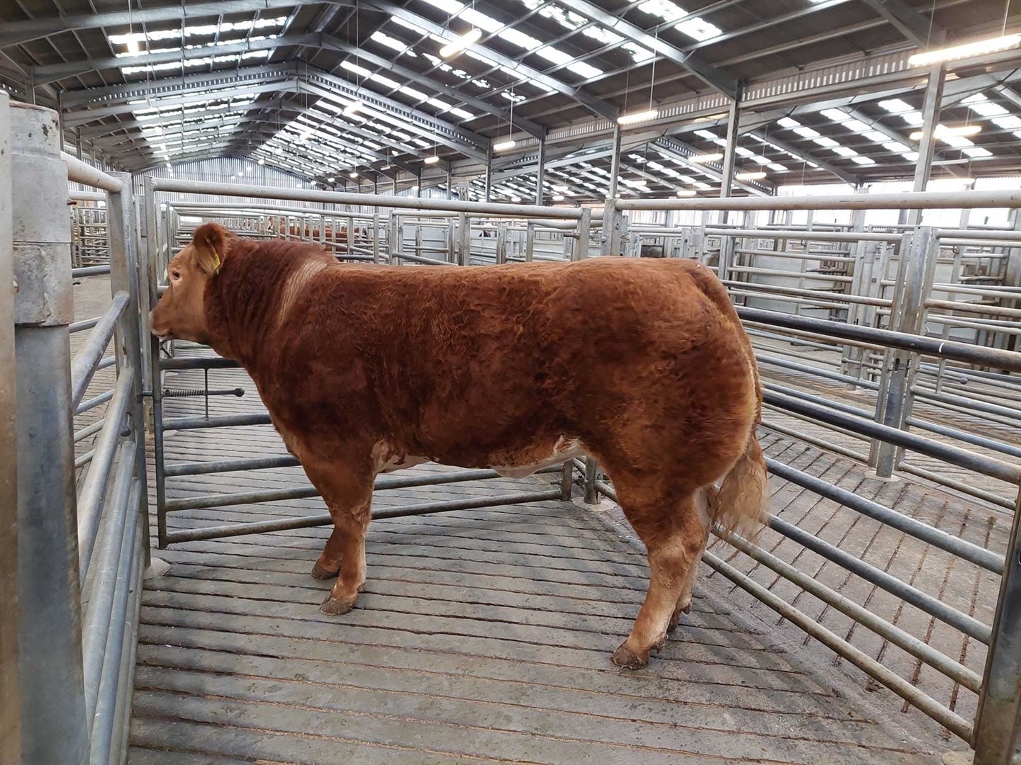 There was intense interest at the show in Dingwall. Picture: Dingwall and Highland Marts.