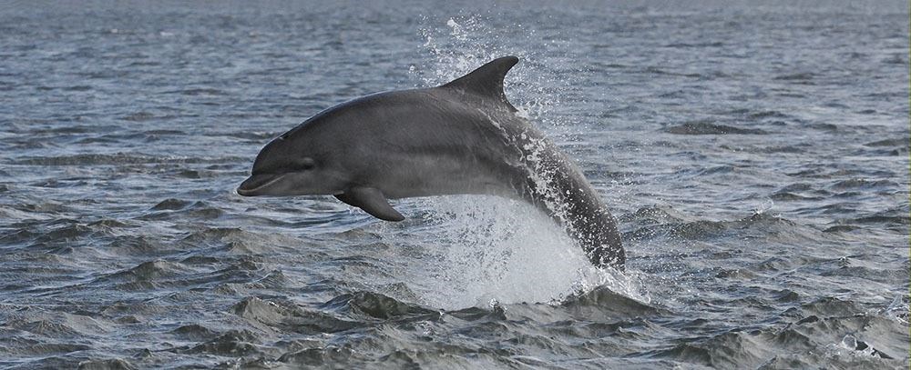 Dolphin by Nick Sidle
