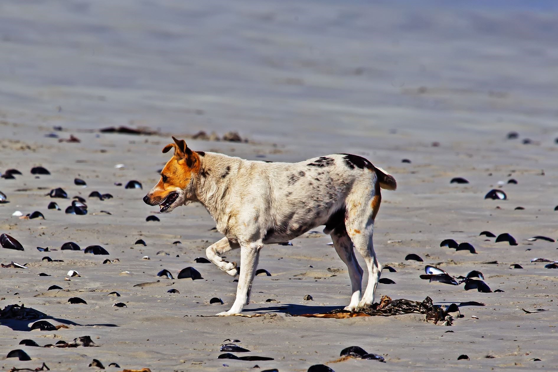 Stray mixed breed Jack Russell dog on beach with white and brown markings in Western Cape