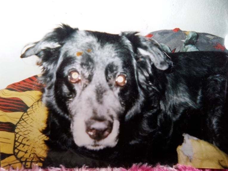John said he got Flynn from Munlochy Animal Rescue in 1994, when he was two years old, and had him until 2006.