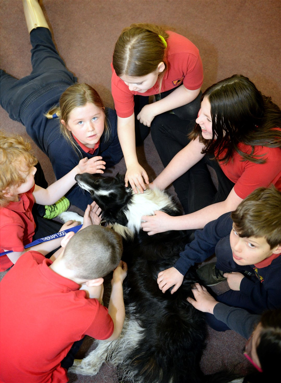 Murphy the therapy dog visits Avoch Primary School. Picture: James MacKenzie
