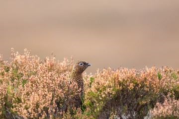 A red grouse in the heather.