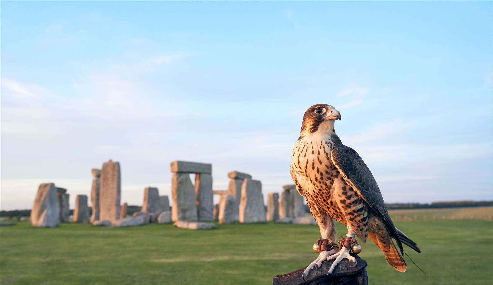 A peregrine falcon will be one of the birds on display at Stonehenge this bank holiday weekend (English Heritage/PA)