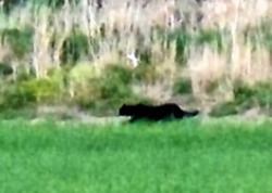 A reported 'big cat' sighting near Embo earlier this year
