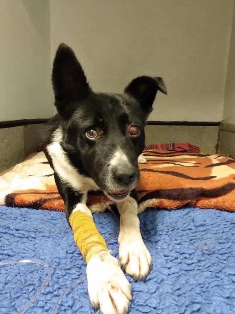 The loveable dog lost an eye because of what of his heartless owner did.