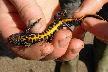 The Highland great crested newt has been quick to take up residence at its newly-created Black Isle home. Picture: David O'Brien, SNH.
