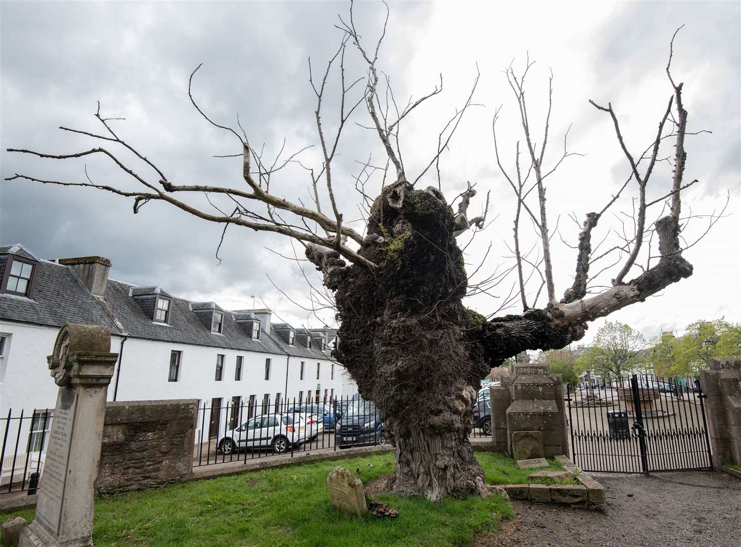 The Beauly Elm is more than 800 years old.
