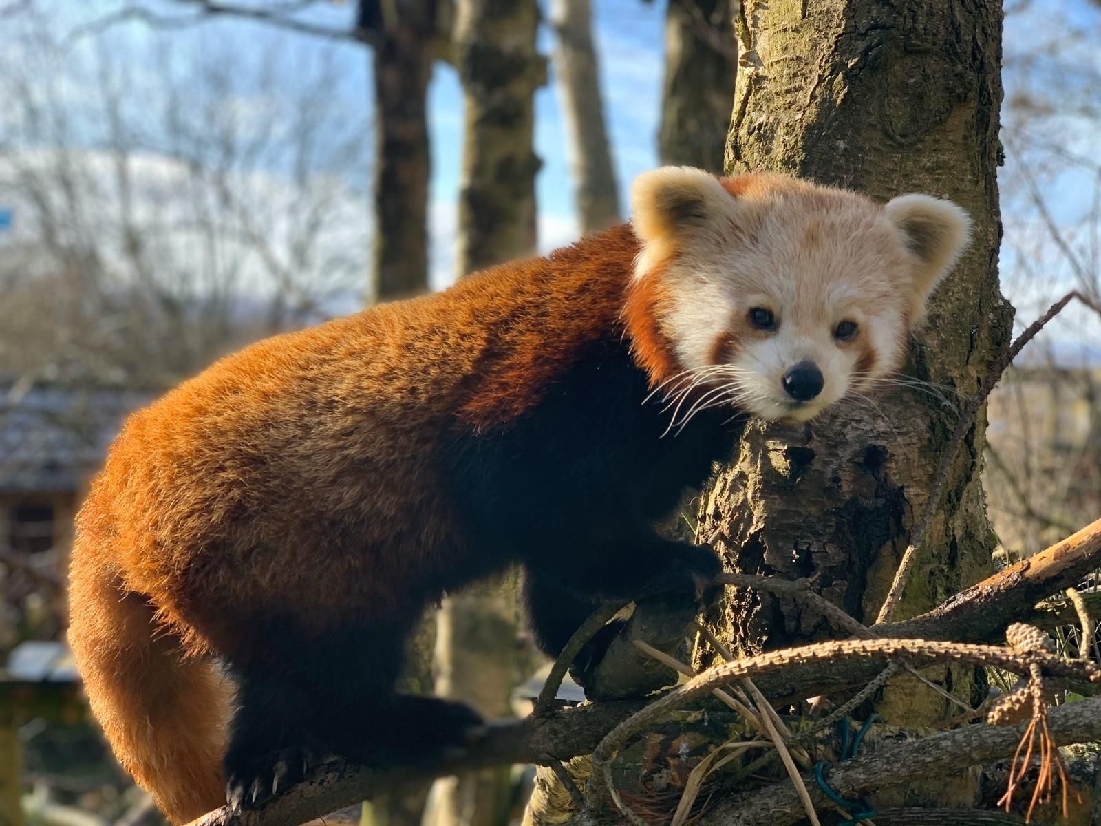 A red panda at Highland Wildlife Park. Photo: RZSS.