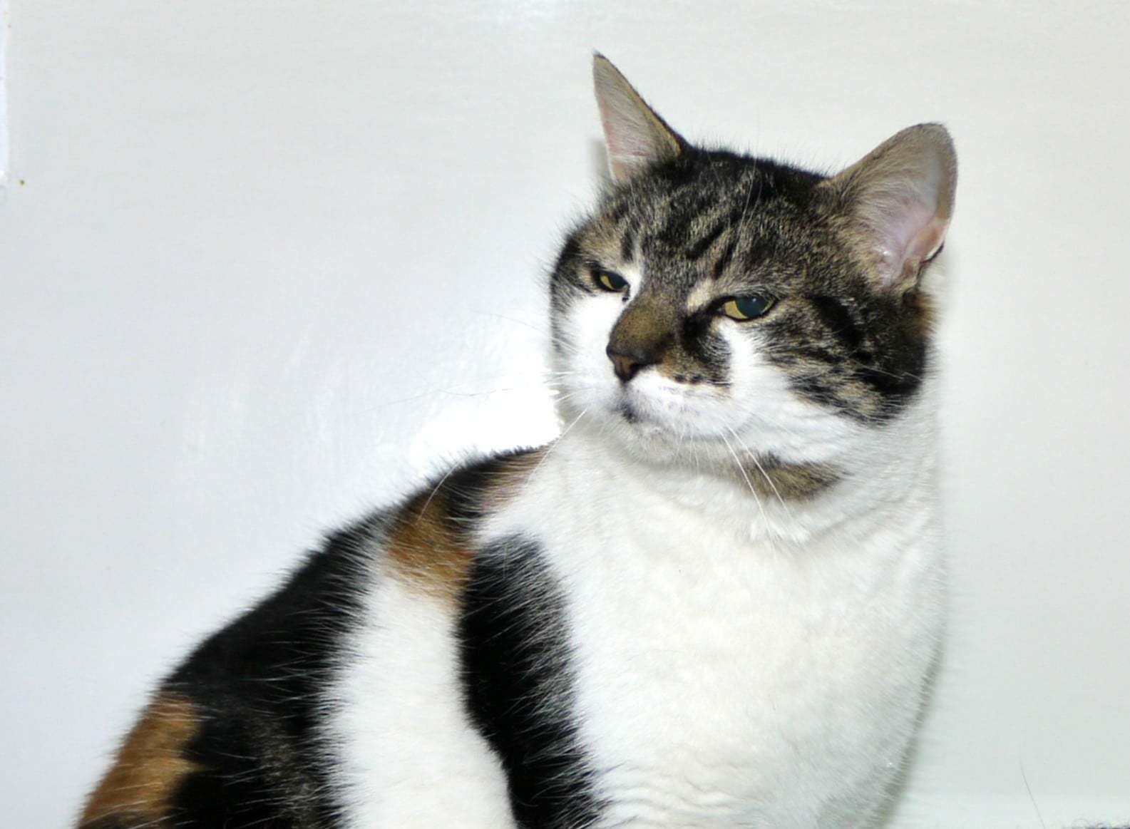 Milly the Asda Cat finds new home in a beautiful west ...