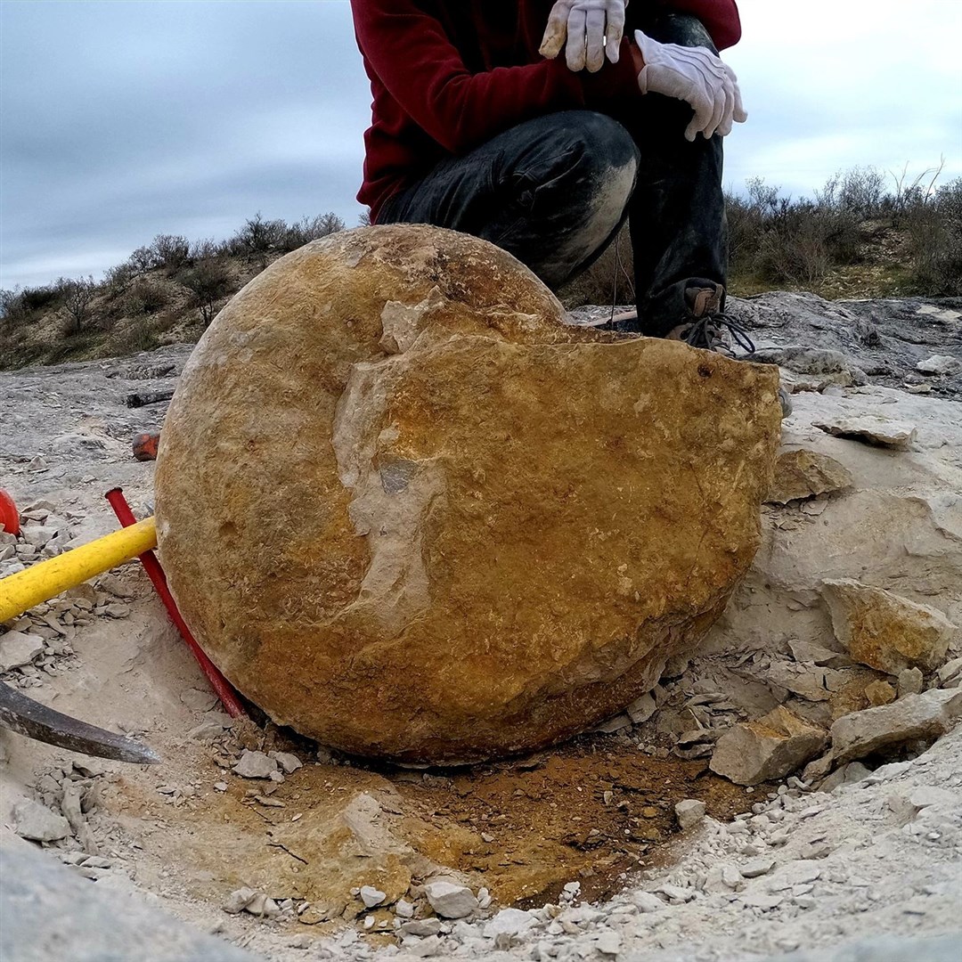 A giant ammonite in Mexico (Christina Ifrim/PA)