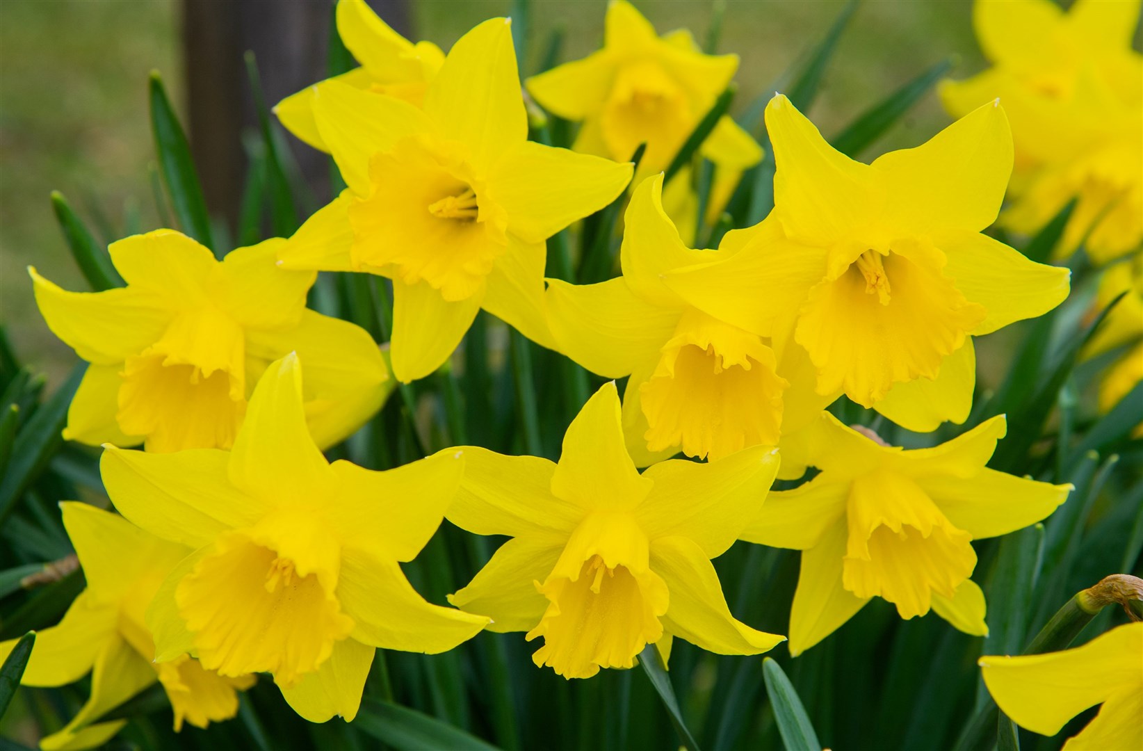 The Daffodil Day fundraiser in aid of Marie Curie takes place in Tain’s Duthac Centre on Saturday (April 13).