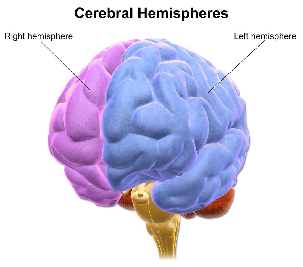 The brain's two hemispheres work in tandem.