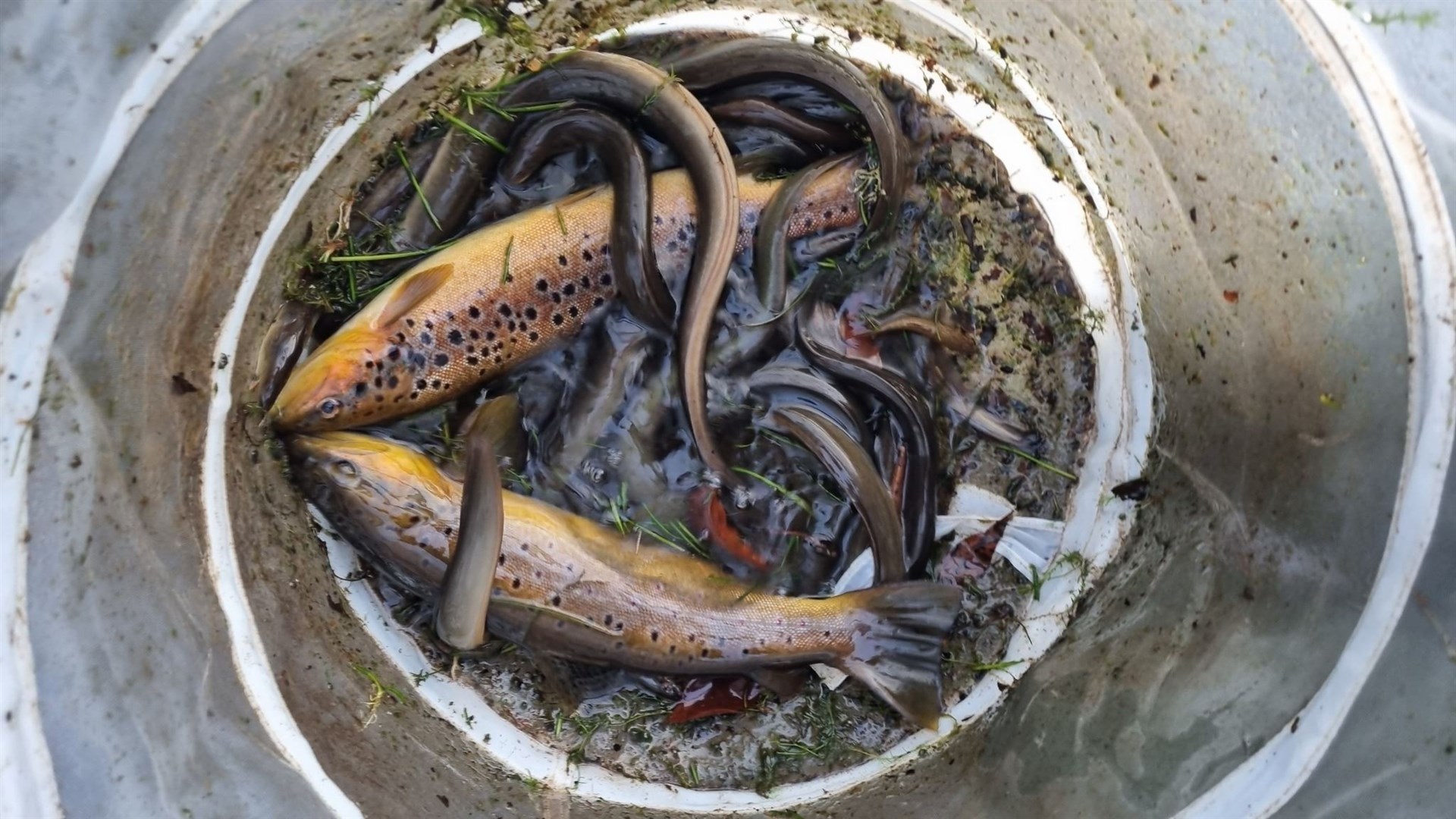 Part of the catch on day two included brown trout ready for spawning. They have a better chance of finding spawning habitat in the river than in the pond.