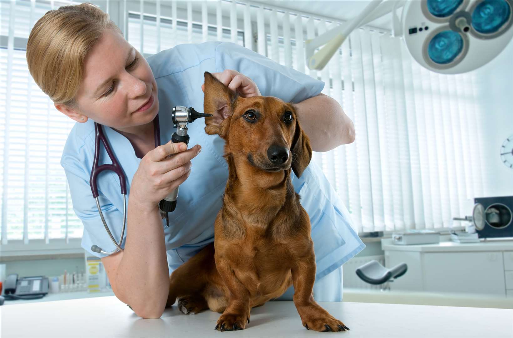 Do you have what it takes to be a veterinary nurse, helping animals and their owners?