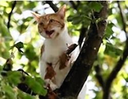 Pet owners would be faced with a bill for fire crew to rescue a cat from a tree under the new charges.