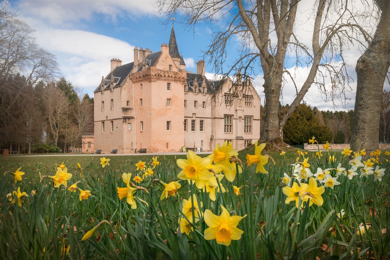 Brodie Castle grows a vast array of daffodils in the spring. Picture: NTS
