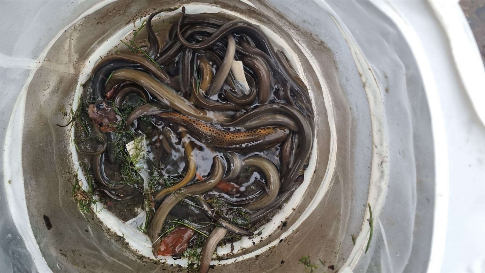 The catch from the first session, 46 eels, one brown trout, minnows, sticklebacks and a few lamprey.