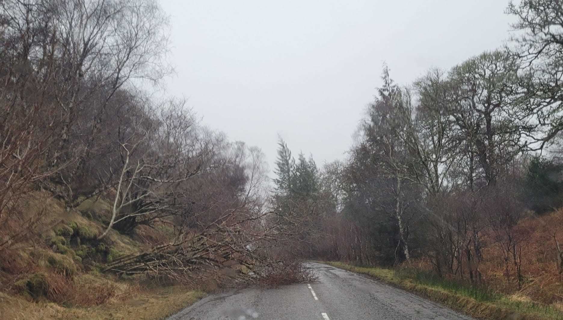 The fallen tree on the Kinlochewe to Gairloch route on the A832. Picture: LouLou Taylor.