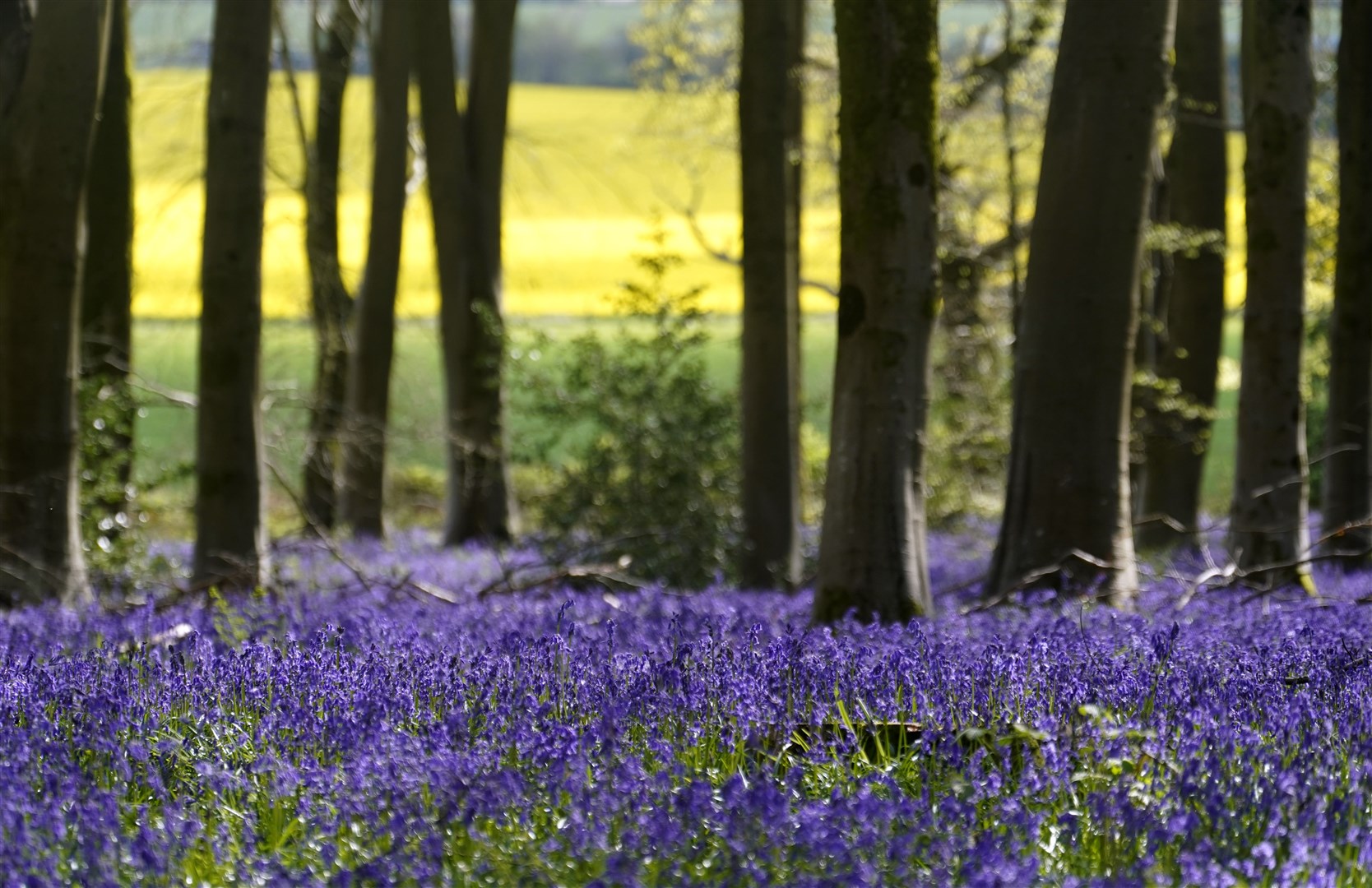 Bluebells in bloom in Micheldever Wood in Hampshire (Andrew Matthews/PA)