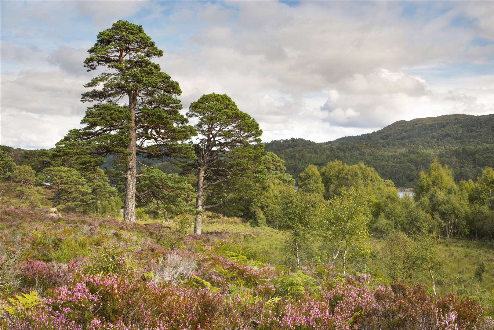 Scots Pines at Glen Affric. Picture by: Grant Willoughby