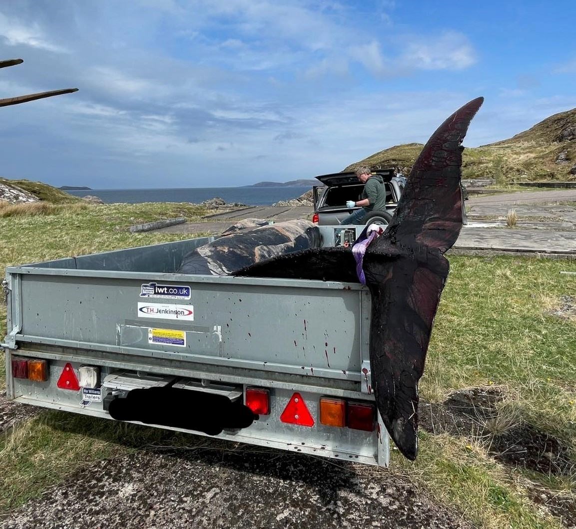 The long finned pilot whale, being taken away for autopsy. Picture: Donna Suzanne Hopton.