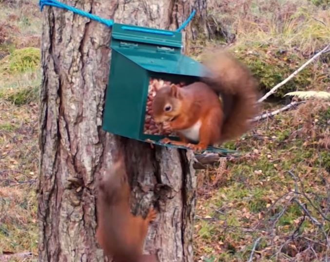 Some of the red squirrels tuck into nuts at one of the feeding boxes near Shieldaig. Picture: The Woodland Trust.