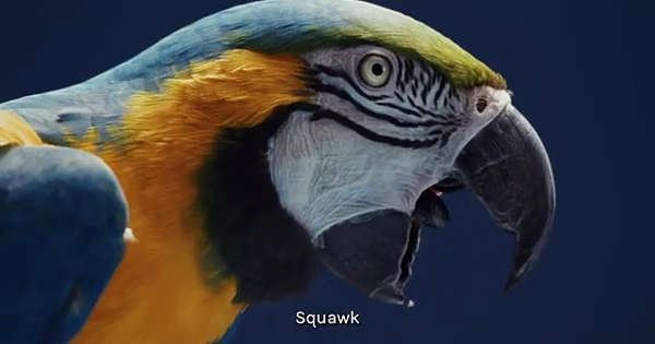 The spot leukaemia parrot