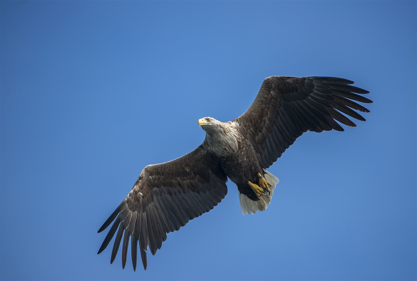 A white-tailed sea eagle in flight.