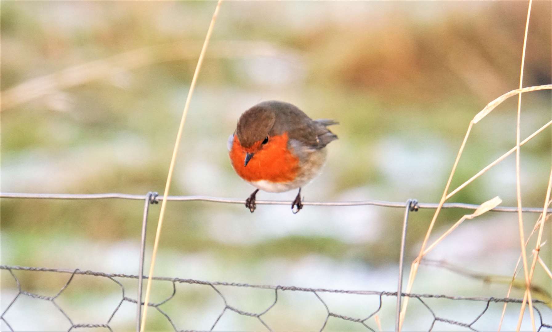 The little bird looks for titbits and was seen feeding from people's hands at Wick riverside. Picture: DGS
