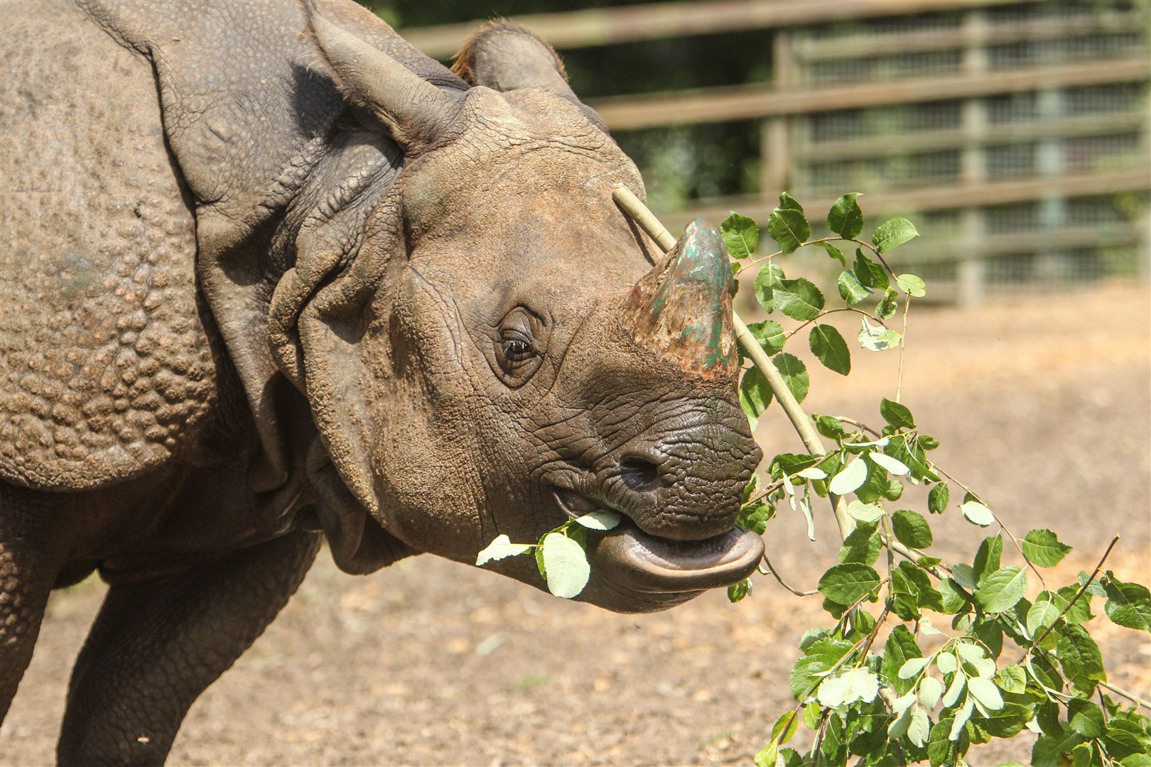 Orys the Indian rhino is expected to grow to 2.5 tonnes in weight (PA)