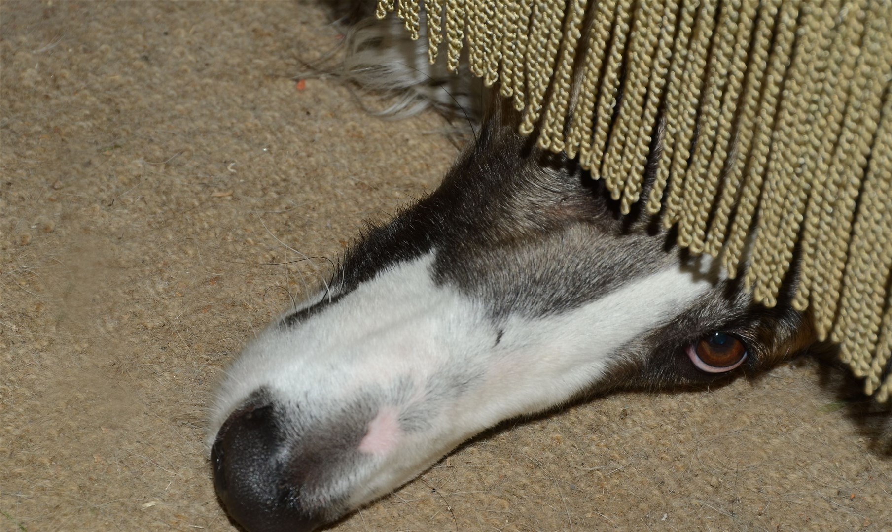 A dog hiding under a couch.